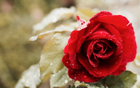 Красивая красная роза в каплях росы в саду крупным планом