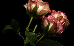 Beautiful roses with white and pink petals on a black background
