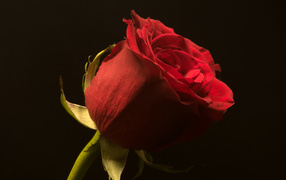 Beautiful scarlet English rose on a black background