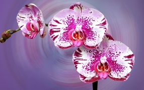 Beautiful spotted pink orchid on a lilac background