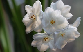 Красивые белые цветы амариллиса на ветке