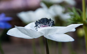 Beautiful white anemone flower close-up