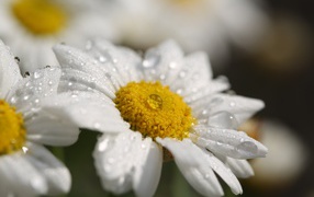 Beautiful white camomile with a white center with dew drops on the petals