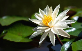 Beautiful white lotus flower with a yellow center in the water