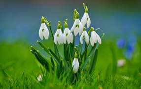 Beautiful white spring snowdrops in green grass
