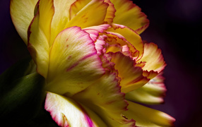 Beautiful yellow carnation close up