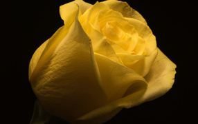 Beautiful yellow rose on a black background close-up