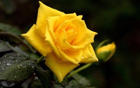Beautiful yellow rose with a bud in drops of dew close-up