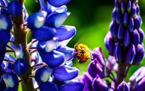 Пчела сидит на цветке люпина 