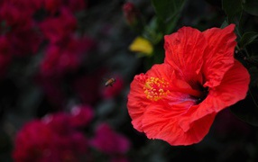 Big red hibiscus flower close-up