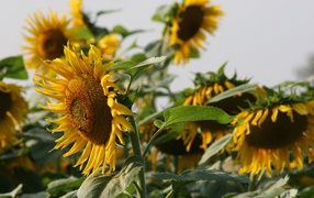 Big yellow sunflower with bees on the field