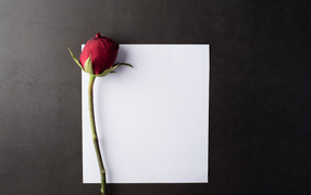 Blank white sheet with a red rose on a gray table