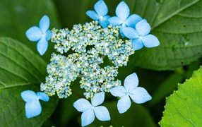 Распускающиеся цветы голубой гортензии в зеленых листьях 