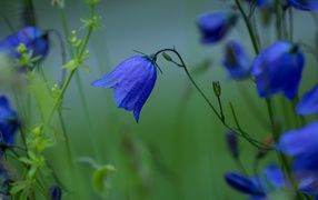 Синие цветы колокольчика крупным планом