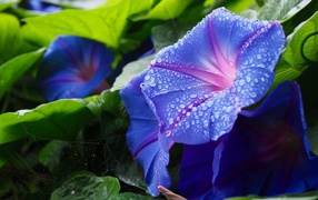 Синие цветы калачики с каплями росы на лепестках