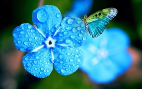 Blue forget-me-not flower in drops of dew with a butterfly