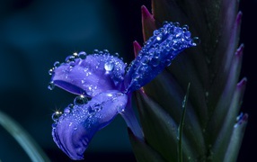 Blue iris flower in dew drops