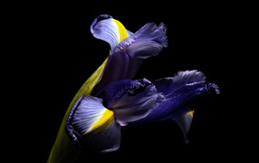Blue iris flower on a black background