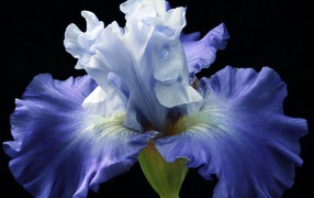 Blue iris flower on a black background close up