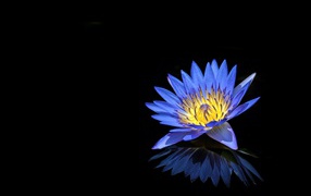 Blue lotus flower reflected in black surface