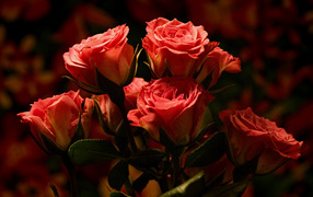 Букет красивых розовых роз  крупным планом
