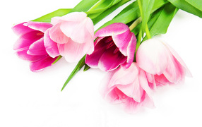 Bouquet of delicate beautiful pink tulips on a white background