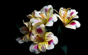 Bouquet of flowers Alstroemeria on a black background.