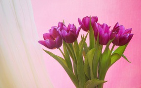 Bouquet of lilac tulips on a pink background