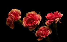 Bouquet of pink carnations on a black background