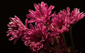 Bouquet of pink chrysanthemums on a black background close-up