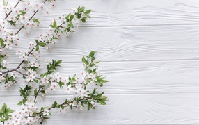 Ветки с белыми цветами вишни на деревянном фоне