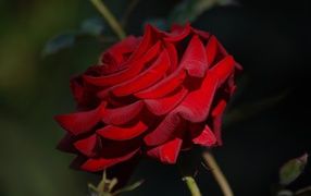 Bright burgundy rose close-up