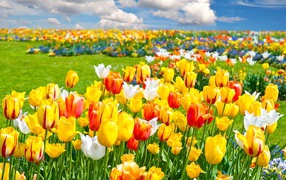 Яркие разноцветные тюльпаны на поле под облачным небом