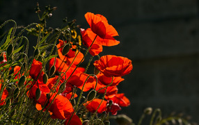 Bright red poppies with buds in the sun