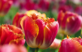 Яркий красный тюльпан с волнистыми лепестками на клумбе 