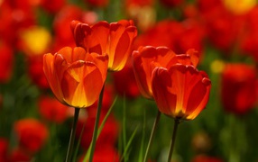 Bright scarlet tulips in the sun in spring