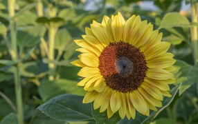 Bright yellow sunflower on the field in the sun
