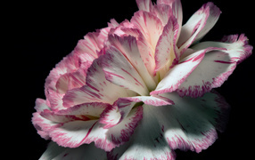 Carnation flower with white and pink petals on black background