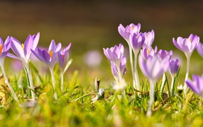 Delicate fragile crocus flowers in the spring sun