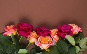 Нежные разноцветные розы на коричневом фоне
