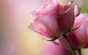 Delicate pink rose for a loved one