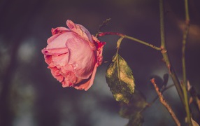 Сухая розовая роза на ветке 