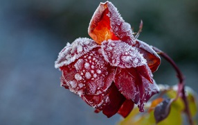 Frosted red rose on a flower bed