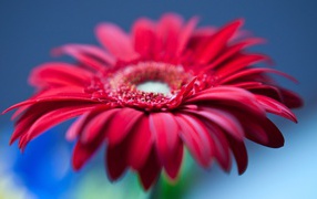 Цветок герберы с красными лепестками на голубом фоне