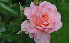 Large pink rose with buds on a flower bed