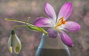 Сиреневый цветок крокуса в вазе с белым подснежником