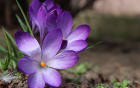 Lilac crocus flowers on the ground in spring