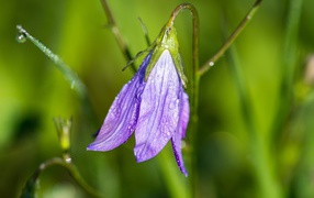 Lilac flower bell in dew drops
