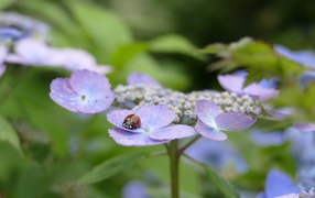 Lilac hydrangea flowers with ladybug