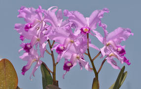 Сиреневые орхидеи на голубом фоне